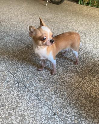 Chihuahua