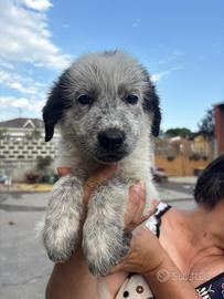 Cuccioli cane disponibili
