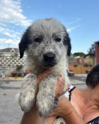 Cuccioli cane disponibili