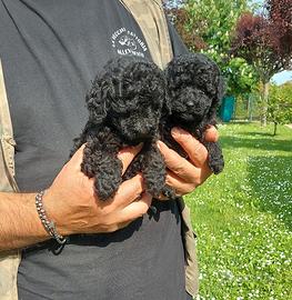 CUCCIOLI DI BARBONCINO NANO NERO CON PEDIGREE ENCI