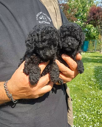 CUCCIOLI DI BARBONCINO NANO NERO CON PEDIGREE ENCI
