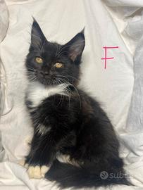 Cuccioli Maine Coon