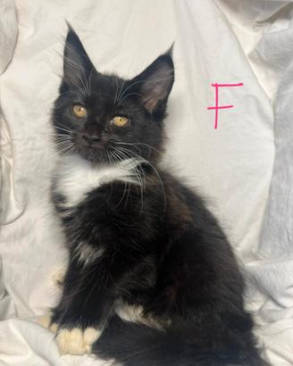 Cuccioli Maine Coon