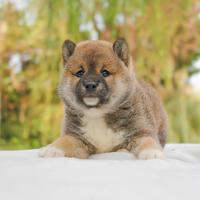 Cucciolo maschio di Shiba Inu rosso
