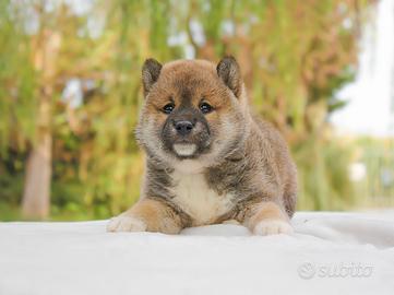 Cucciolo maschio di Shiba Inu rosso