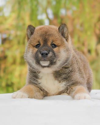 Cucciolo maschio di Shiba Inu rosso