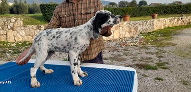 Cuccioli di setter inglese