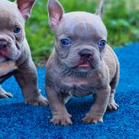 American bully rimborso spese