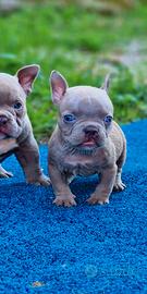 American bully rimborso spese