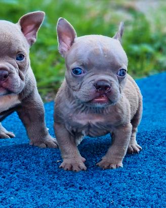 American bully rimborso spese