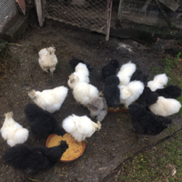 Galline ornamentali MOROSETA