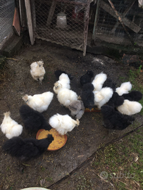 Galline ornamentali MOROSETA