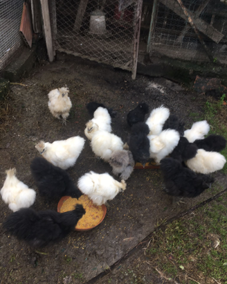 Galline ornamentali MOROSETA