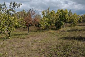 RIF. 204A Terreno artigianale a Cappelle Sul Tavo