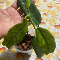 Hoya globulosa ,per informazioni contatt