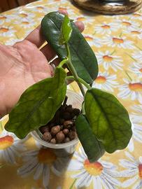Hoya globulosa ,per informazioni contatt
