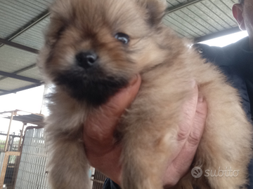 Volpino di pomerania