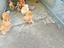 Immagine 4
