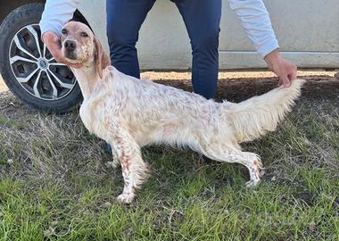 Setter inglese femmina