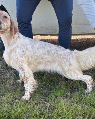 Setter inglese femmina