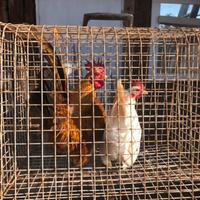 Galline Serama