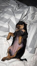 Cucciola Pinscher Toy