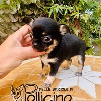 Cucciolo chihuahua maschio nero tricolore PEDIGREE