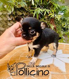 Cucciolo chihuahua maschio nero tricolore PEDIGREE