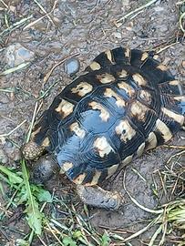 Marginata