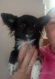 Chihuahua con pedigree