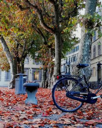 Locale commerciale a Lucca