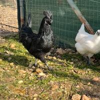 Coppia di Ayam Cemani