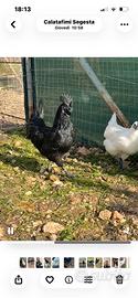 Coppia di Ayam Cemani