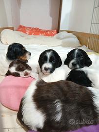 Cuccioli Setter Inglese