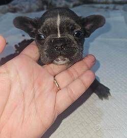 Bulldog francese taglia piccola