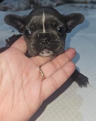 Bulldog francese taglia piccola