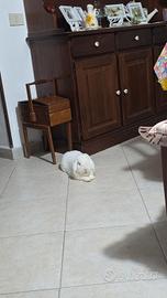 Coniglio ariete maschio 8 mesi