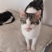 MIELE, affettuoso micio in adozione