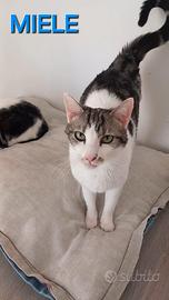 MIELE, affettuoso micio in adozione