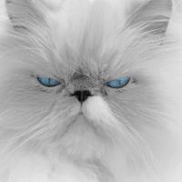 Qualcuno ha un gattino persiano ipertipico