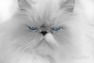 Qualcuno ha un gattino persiano ipertipico