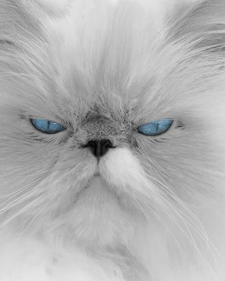 Qualcuno ha un gattino persiano ipertipico