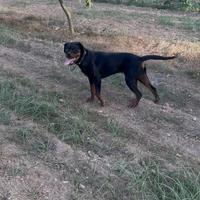 R.egalo cucciola di rottweiler