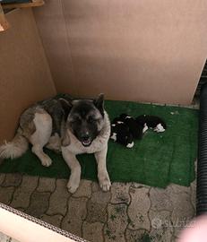 Cuccioli di Akita Americano