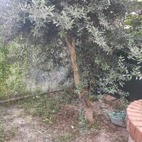 Ulivo