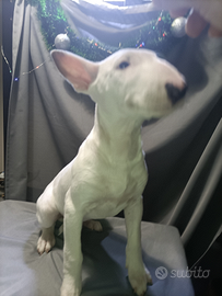 Bull terrier standard