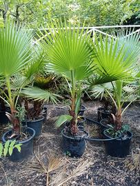 palme Wascintonia 