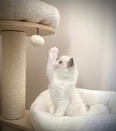 Cuccioli Ragdoll