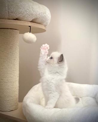 Cuccioli Ragdoll