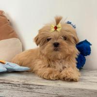 Maltipoo miny coreano